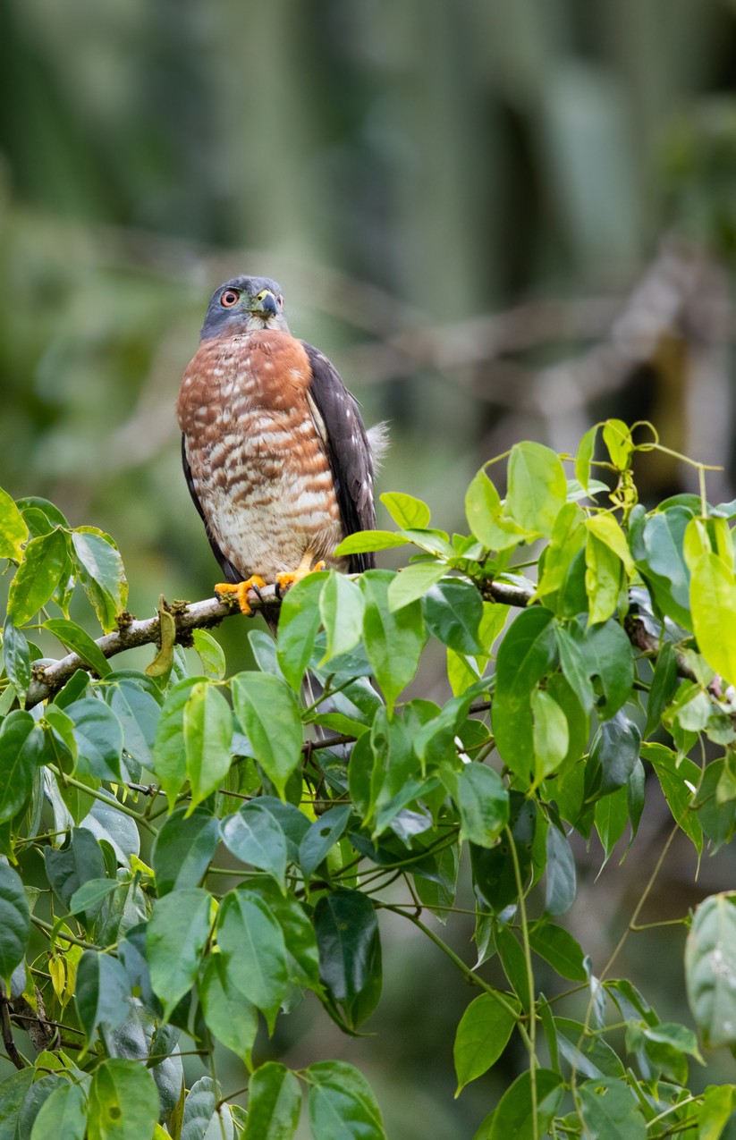 Gavião-ripina (Harpagus bidentatus)