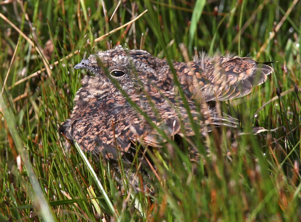 Chotacabras ñañarca grande (Systellura longirostris)
