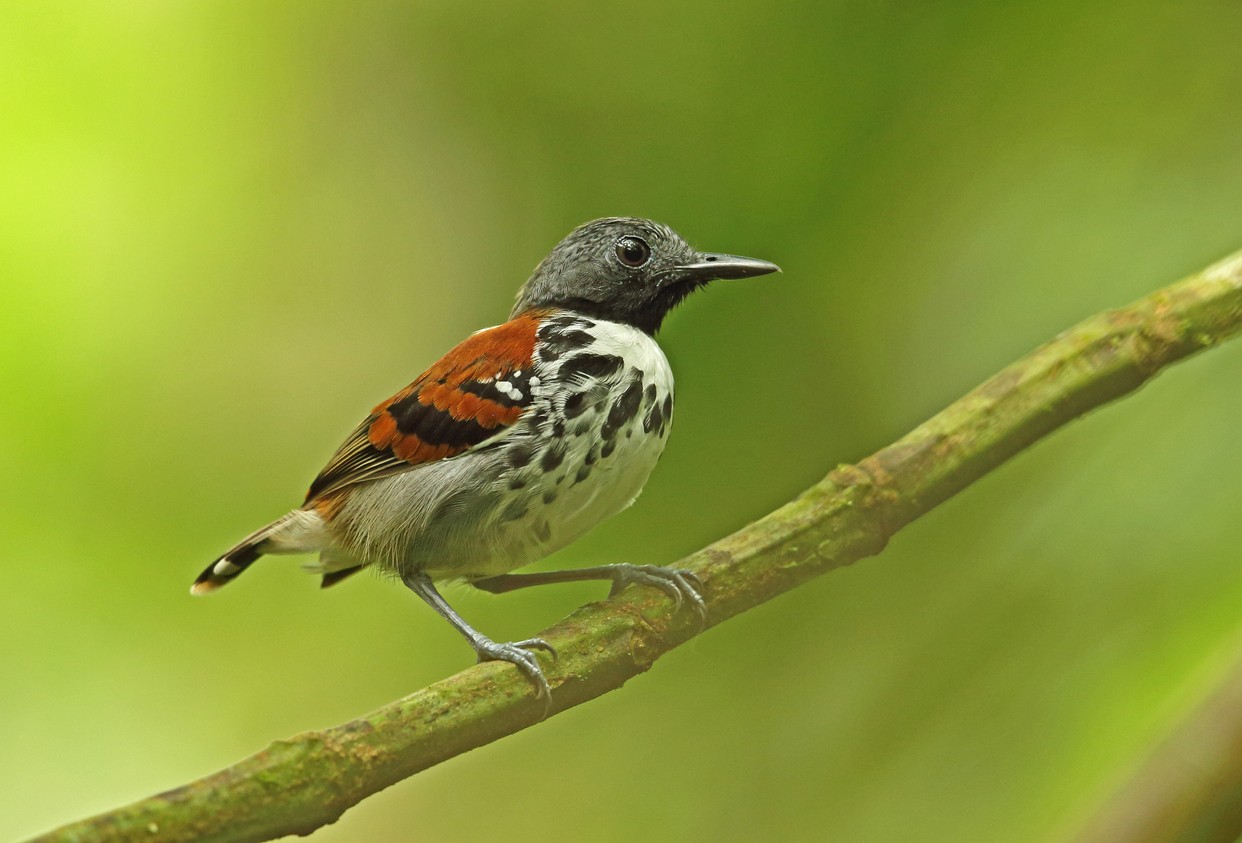 Formigueiro-malhado (Hylophylax naevioides)