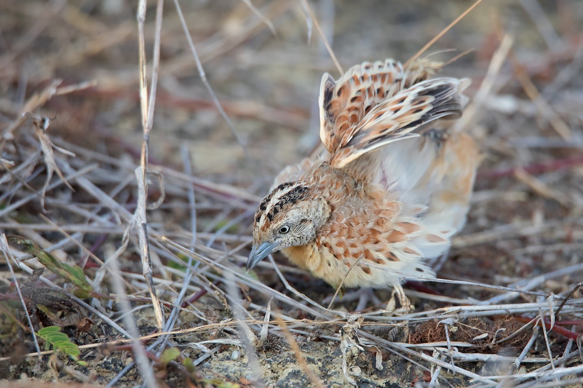 Common Buttonquail (Turnix sylvaticus)