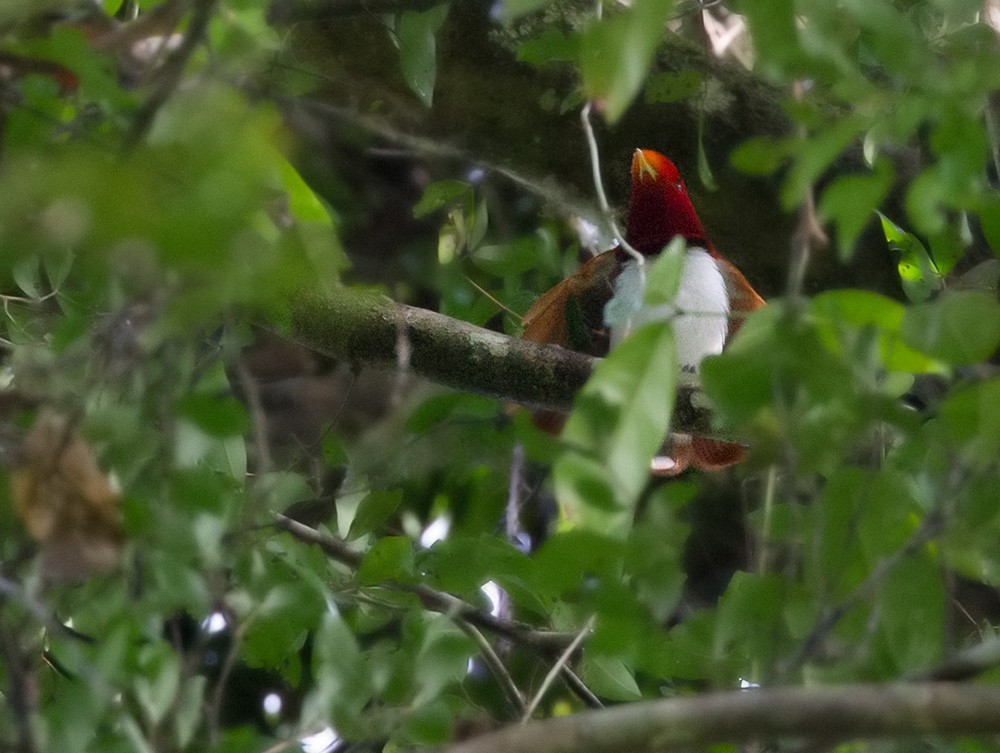 Koningsparadijsvogel (Cicinnurus regius)