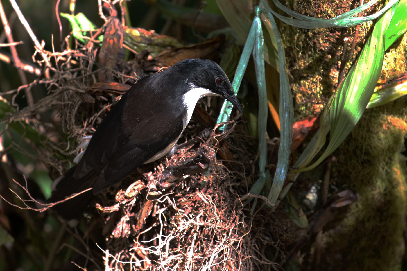 Dark-backed Sibia (Heterophasia melanoleuca)