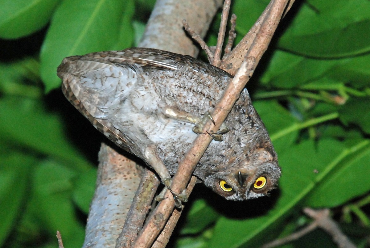 Ryukyu Scops Owl (Otus elegans)