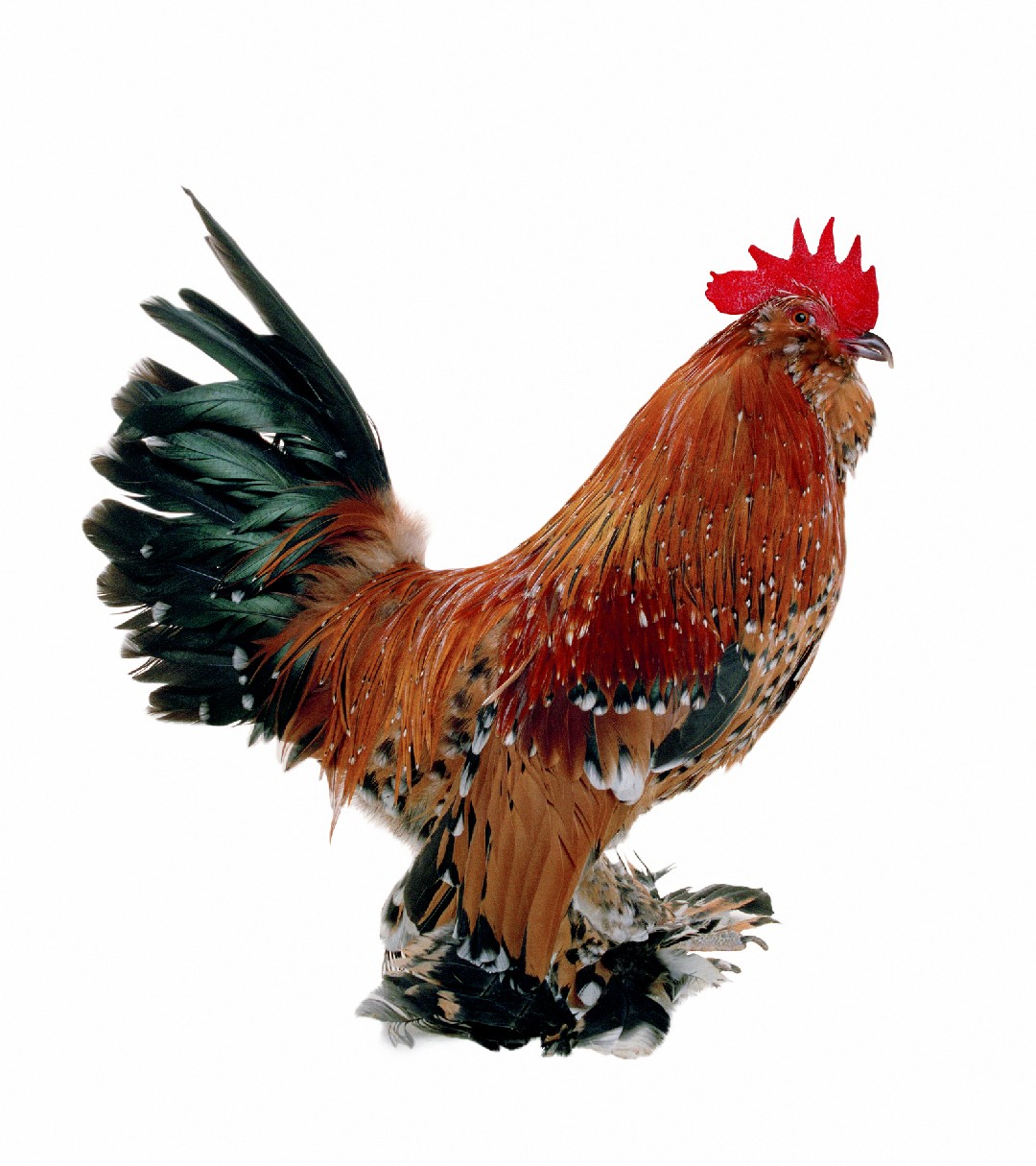 Gallus gallus domesticus 'Belgian d'Uccle' (Gallus gallus domesticus 'Belgian d'Uccle')