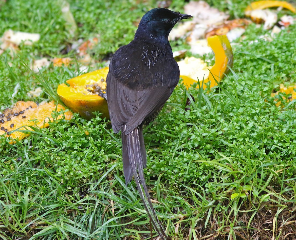 Astrapia mayeri (Astrapia mayeri)