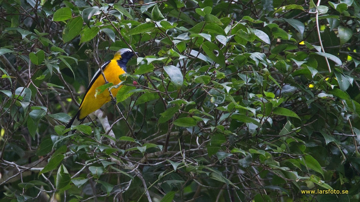 Goldraupenfänger (Campochaera sloetii)