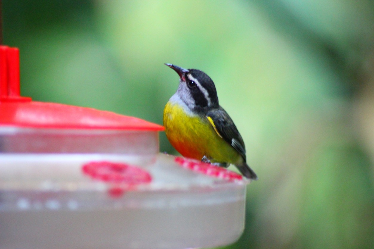 Geelbuikvliegenpikker (Ornithion semiflavum)