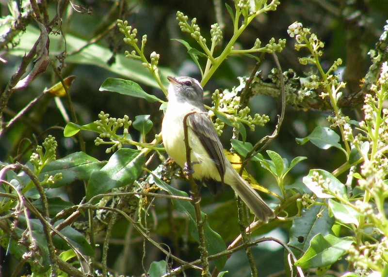 Sooty-headed Tyrannulet (Phyllomyias griseiceps)