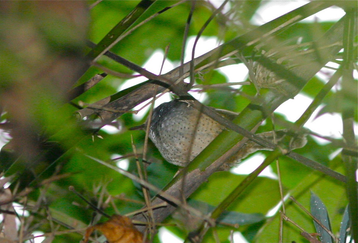 Mérulaxe des bambous (Psilorhamphus guttatus)