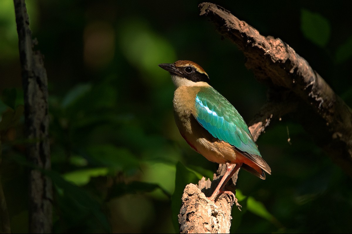 Pita Ninfa (Pitta nympha)