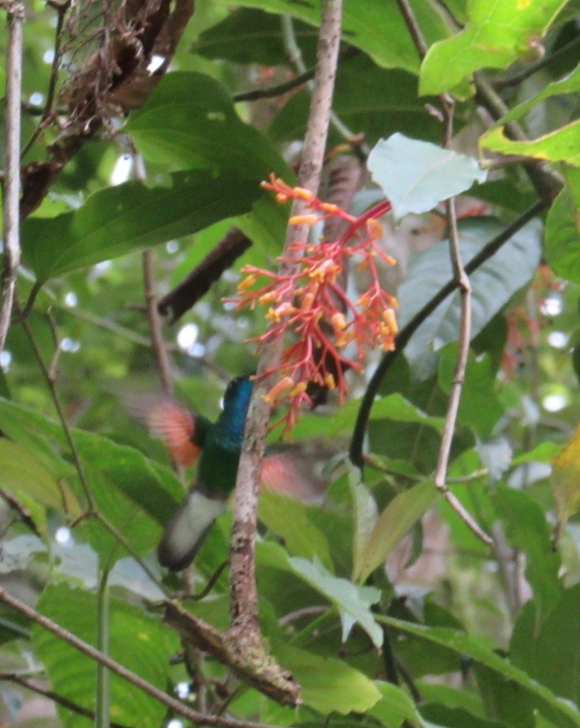 Colibri d'Oaxaca (Eupherusa cyanophrys)