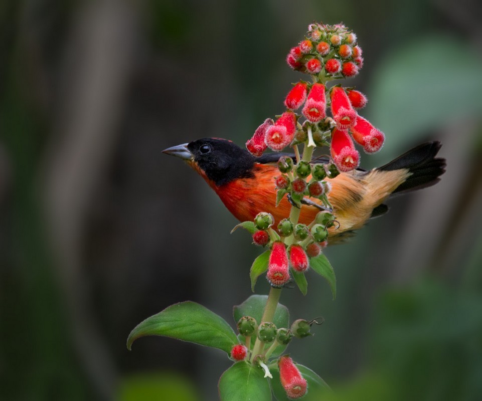 Rhodospingus (Rhodospingus)