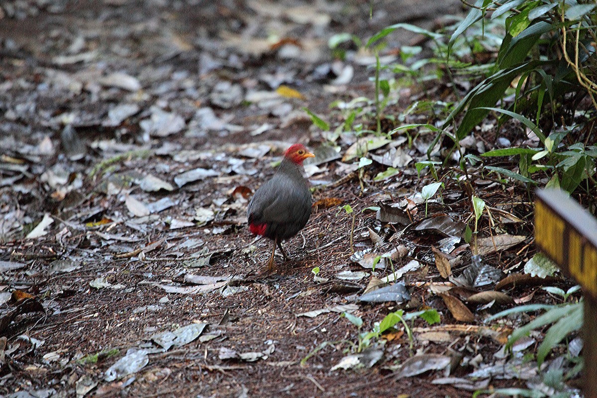 Crimson-headed Partridge (Haematortyx)