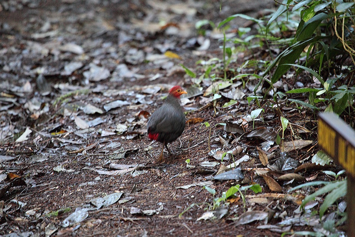 Haematortyx sanguiniceps (Haematortyx sanguiniceps)