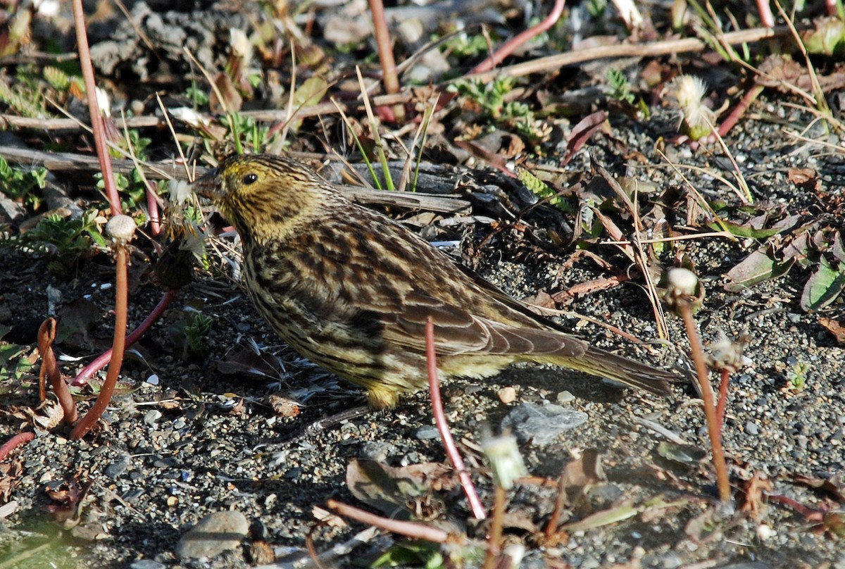 Mélanodère à sourcils jaunes (Melanodera xanthogramma)