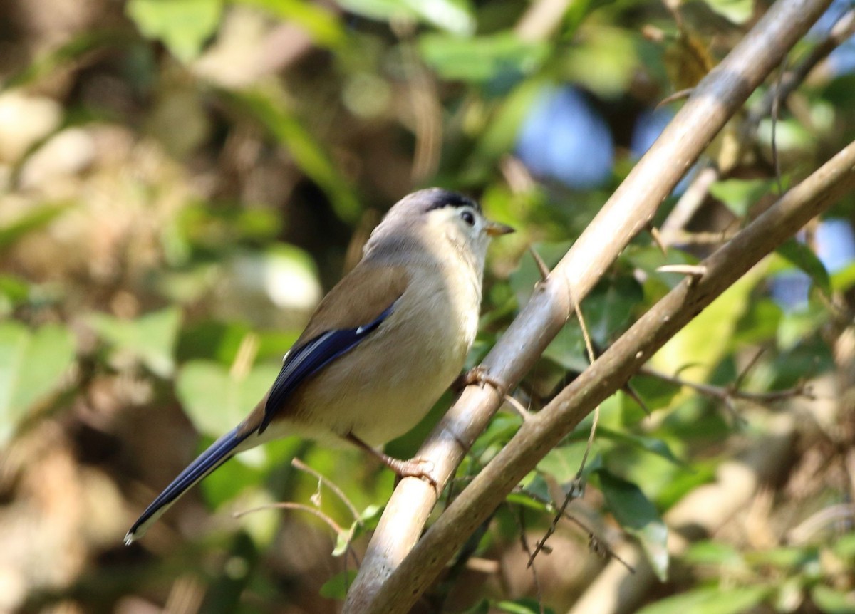 Blue-winged Minla (Actinodura cyanouroptera)