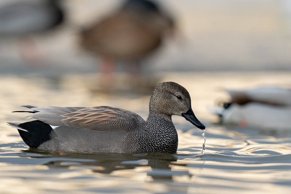 オカヨシガモ (Mareca strepera)