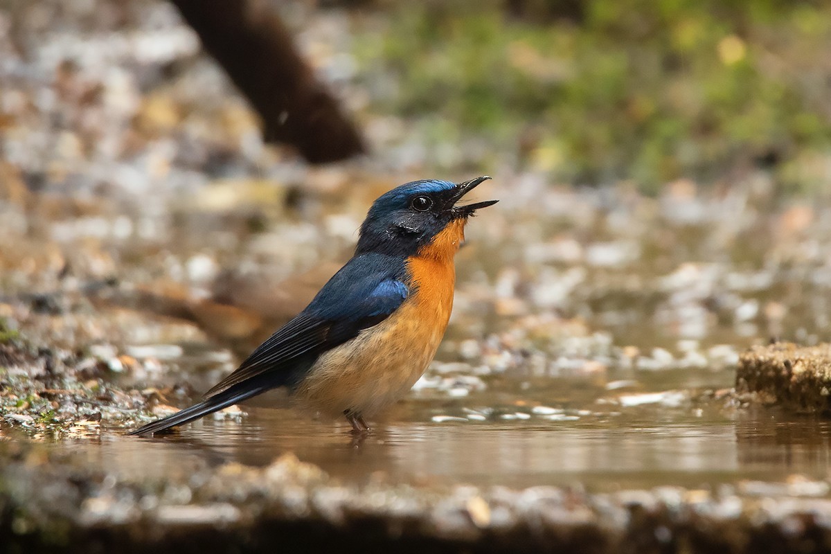 Javaanse Bergniltava (Cyornis banyumas)