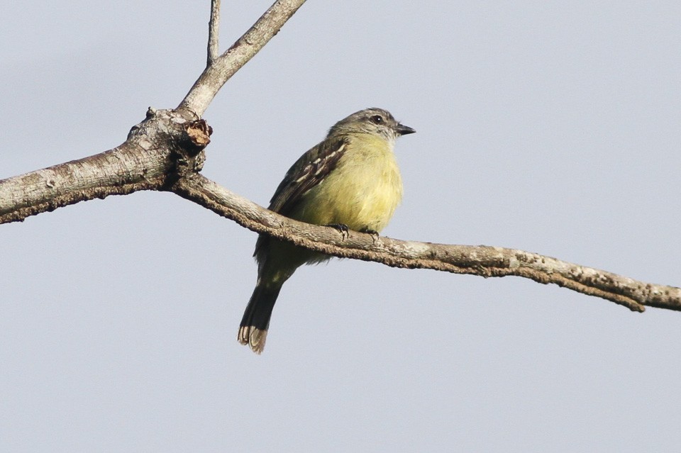 Geelkruinvliegenpikker (Tyrannulus elatus)