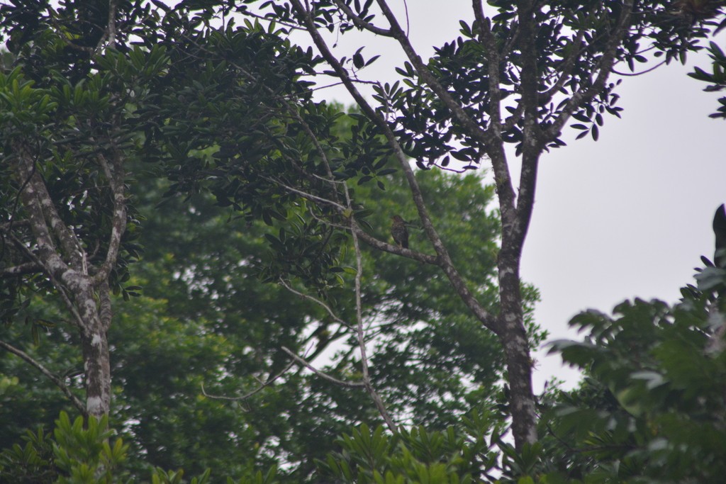 Antillenlijster (Turdus lherminieri)