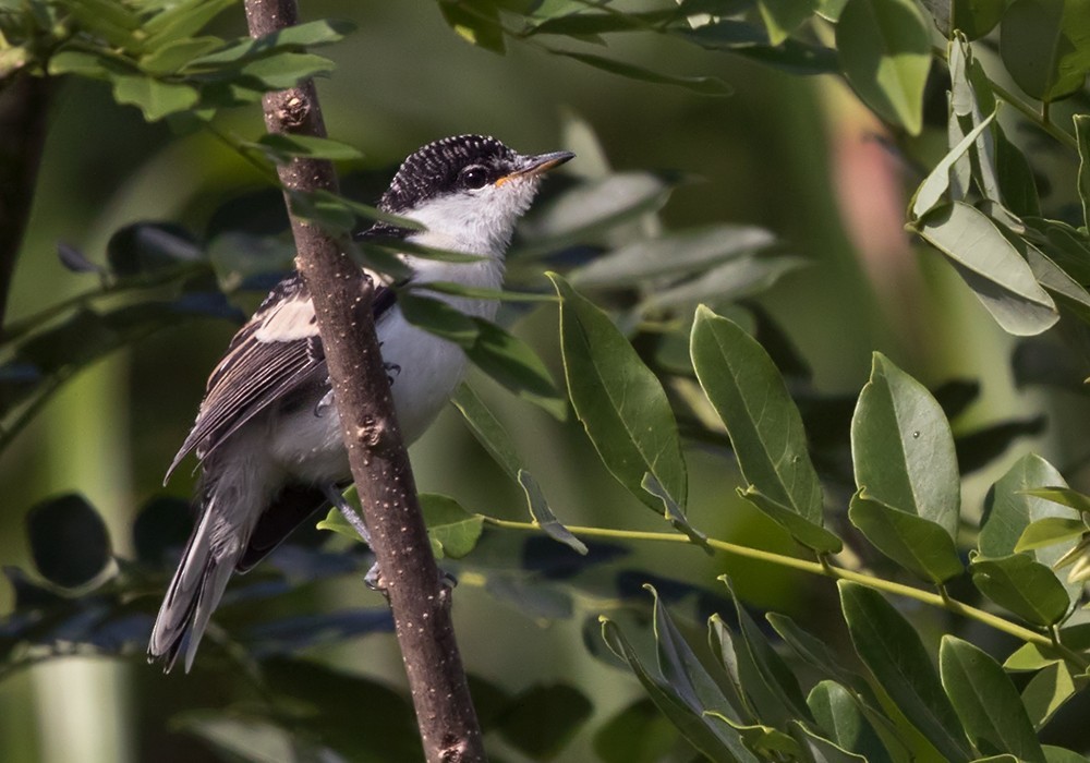 Oruguero colilargo (Lalage leucopyga)