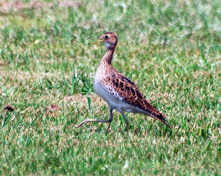 Bartrams Ruiter (Bartramia longicauda)