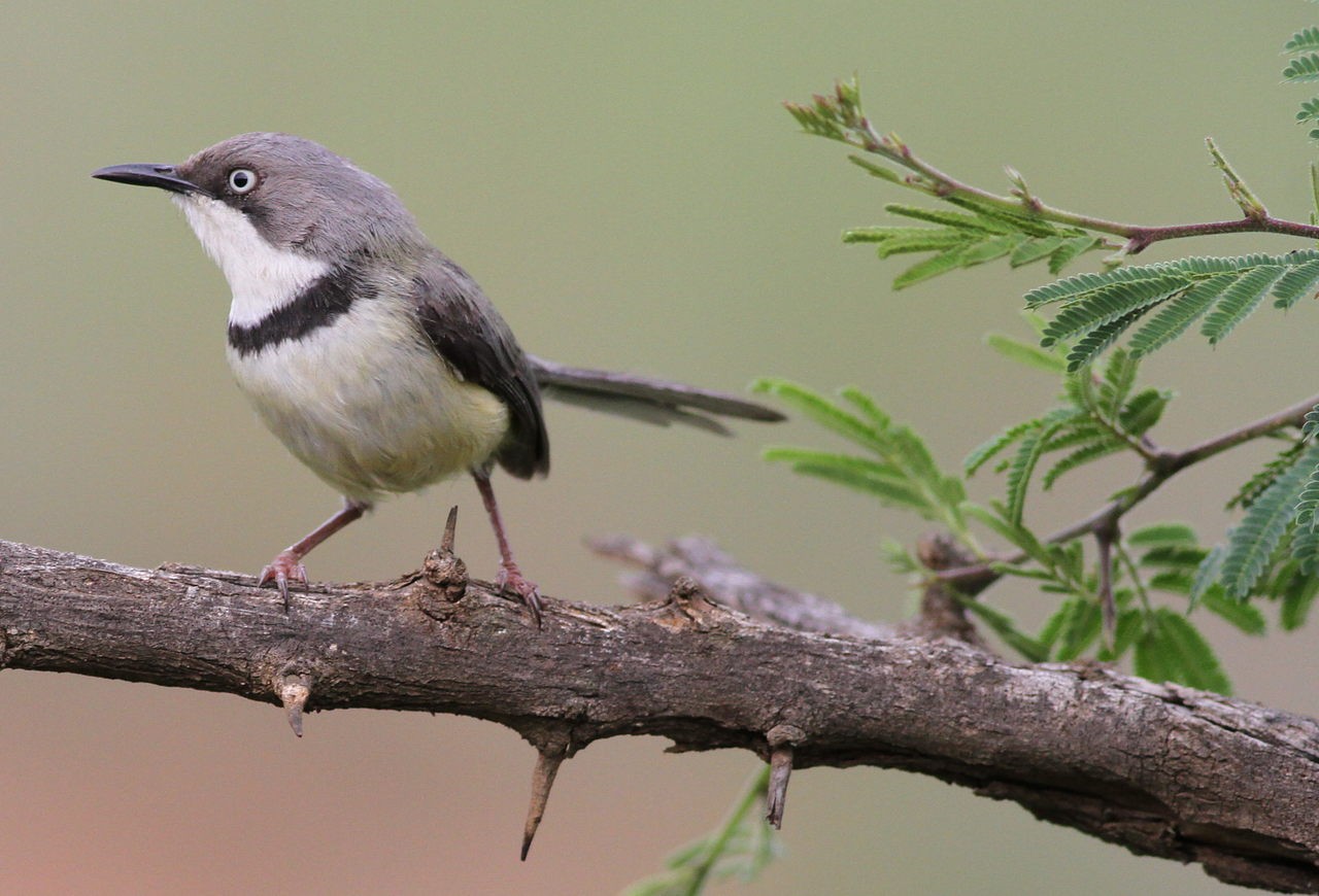 Apalis (Apalis)