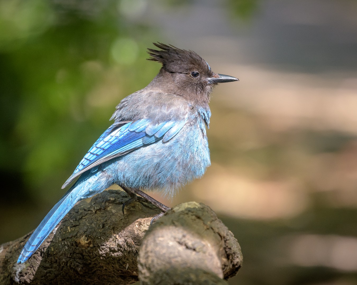 قيق متوج طويل (Cyanocitta stelleri)