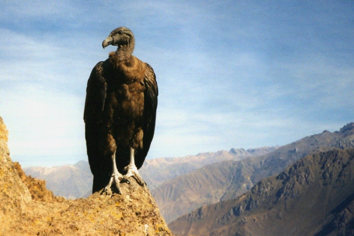 Cóndor andino (Vultur gryphus)