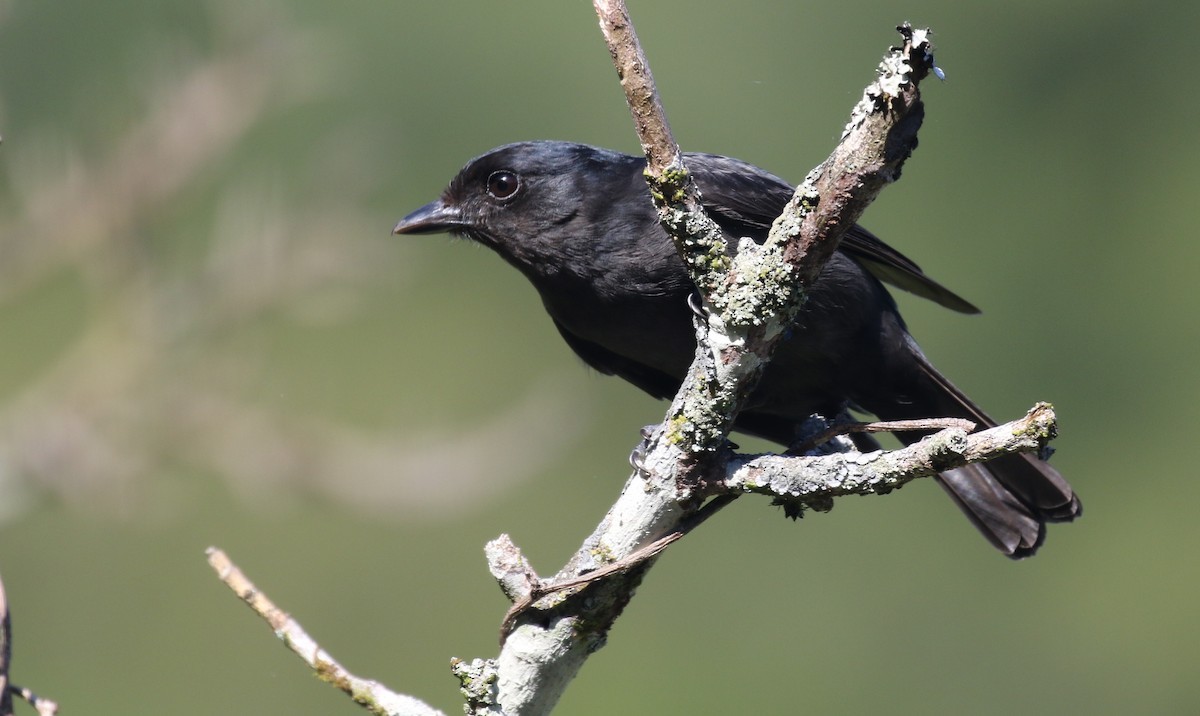 Jamaican Becard (Pachyramphus niger)