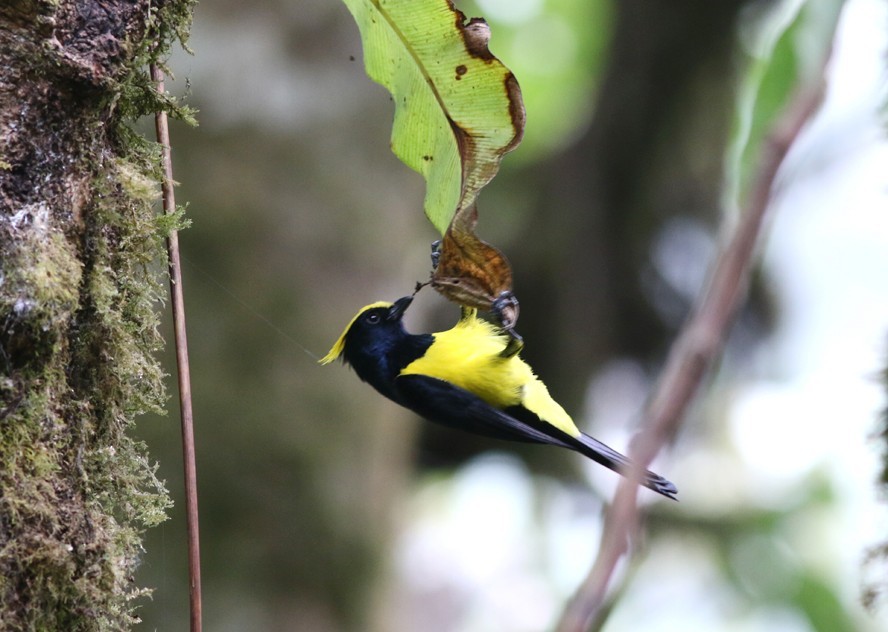 Sultan Tit (Melanochlora sultanea)