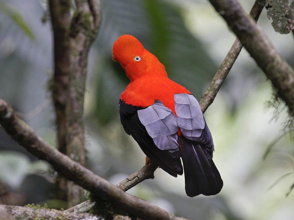 安地斯動冠傘鳥 (Rupicola peruvianus)