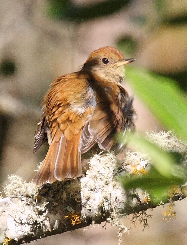 Ruddy-capped Nightingale-thrush (Catharus frantzii)