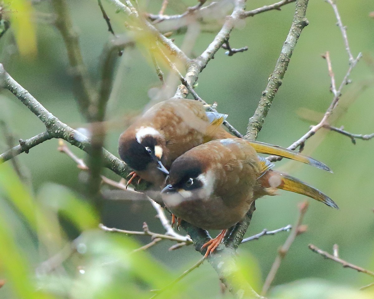 Black-faced Laughingthrush (Trochalopteron affine)