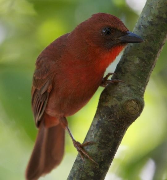 Ant Tanagers (Habia)