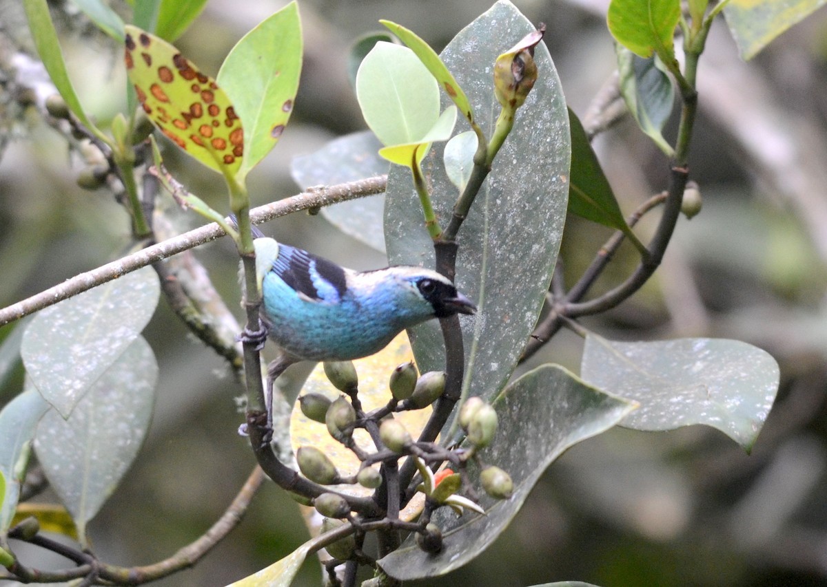 Calliste vert (Tangara labradorides)