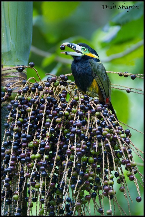 Spot-billed Toucanet (Selenidera maculirostris)