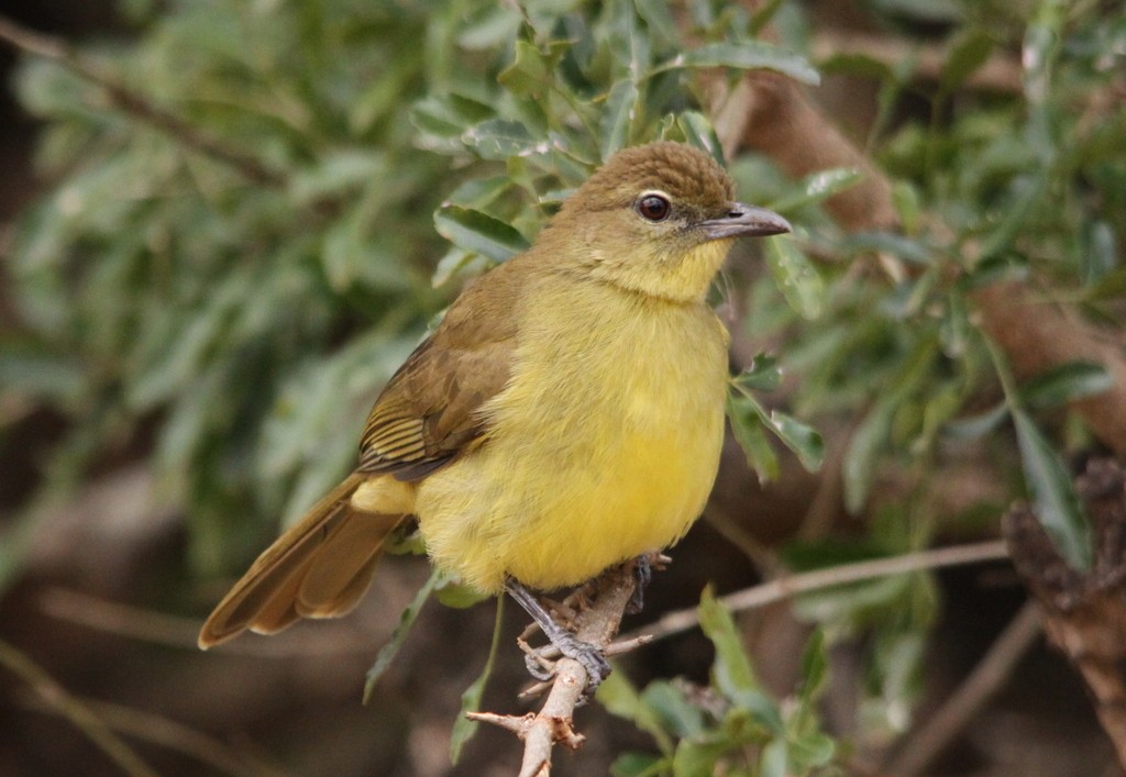 Tuta-amarela (Chlorocichla flaviventris)