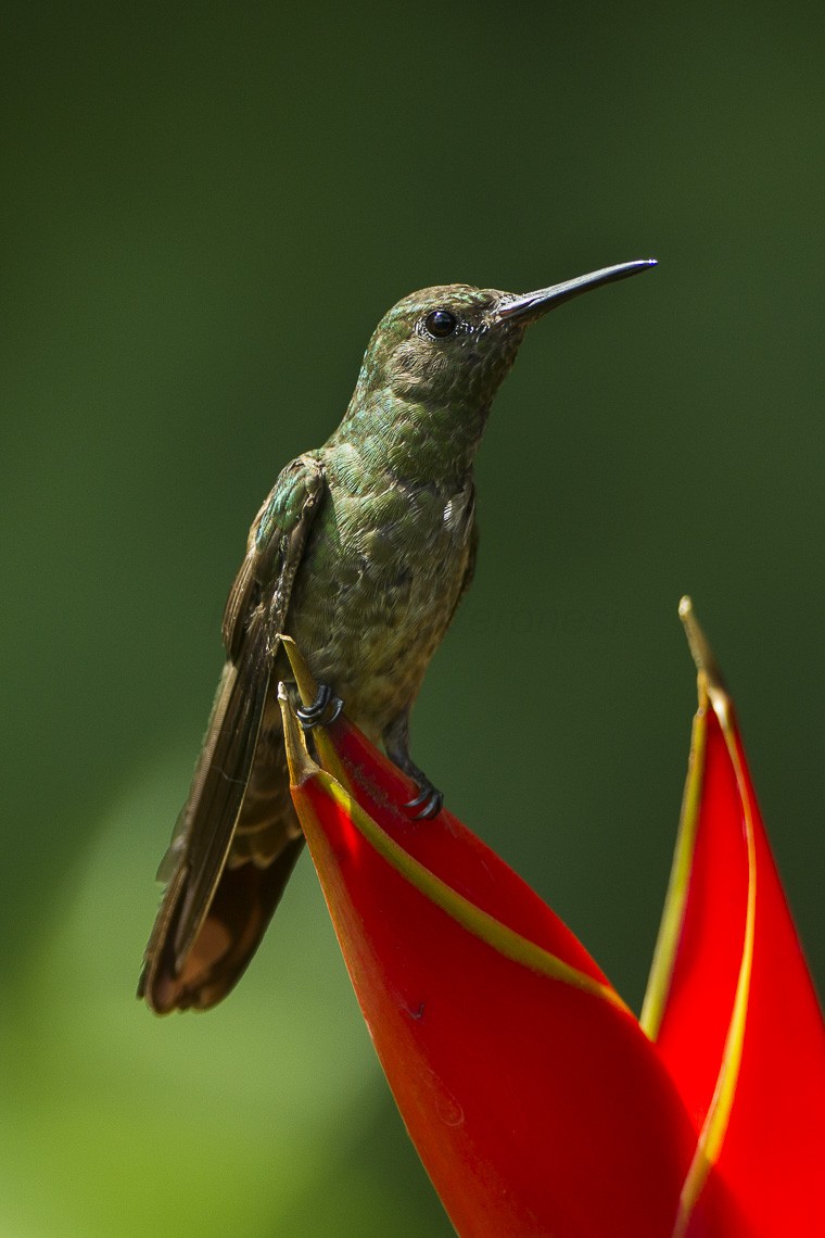 セイガイハチドリ (Phaeochroa cuvierii)