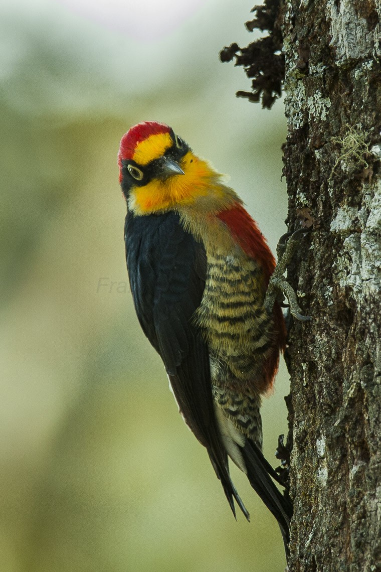 Melanerpine Woodpeckers (Melanerpes)