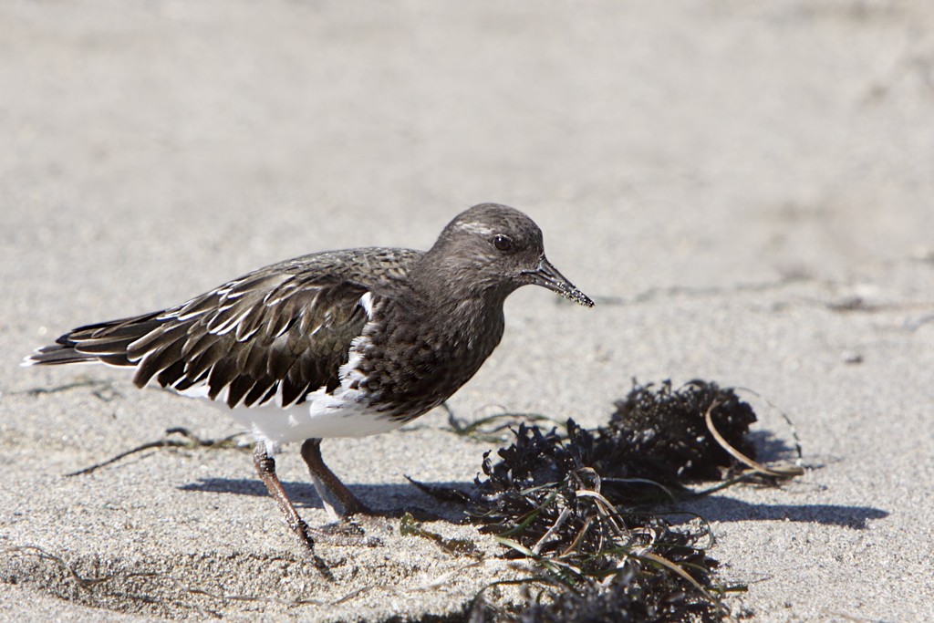 Turnstones (Arenaria)