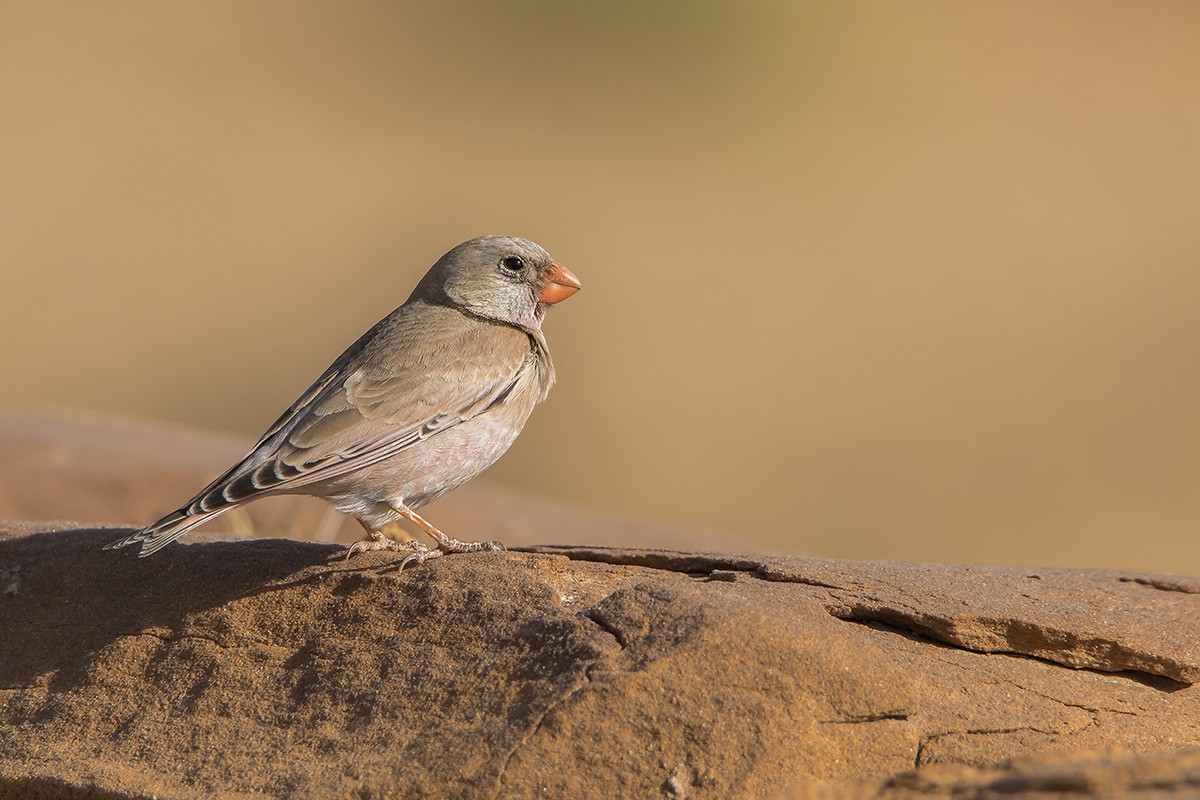 Trumpeter Finch and Mongolian Finch (Bucanetes)