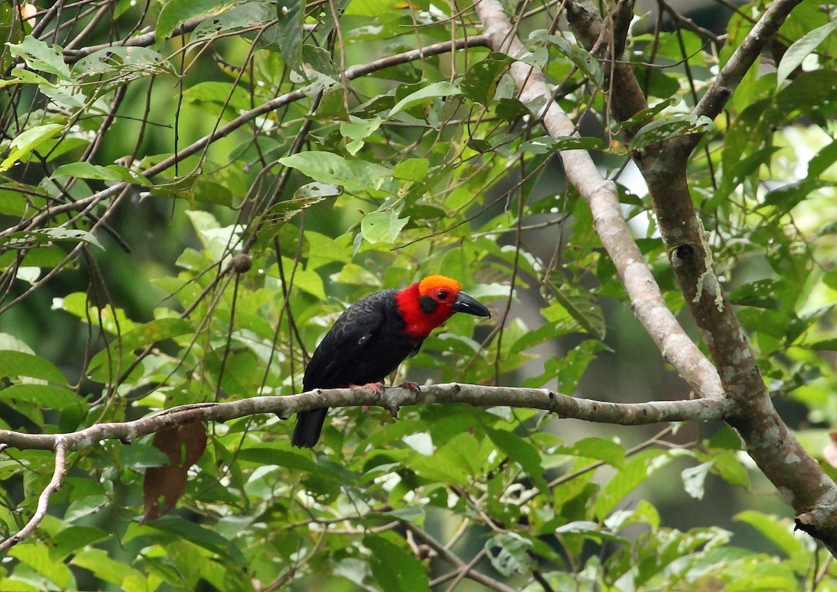 Bornean Bristlehead (Pityriasis gymnocephala)