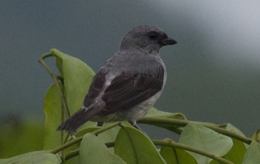 تناجر وحيد اللون (Tangara inornata)