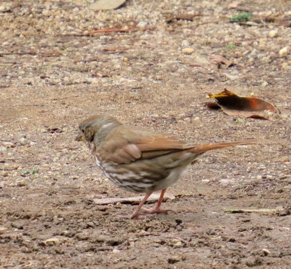 Passerella schistacea (Passerella schistacea)