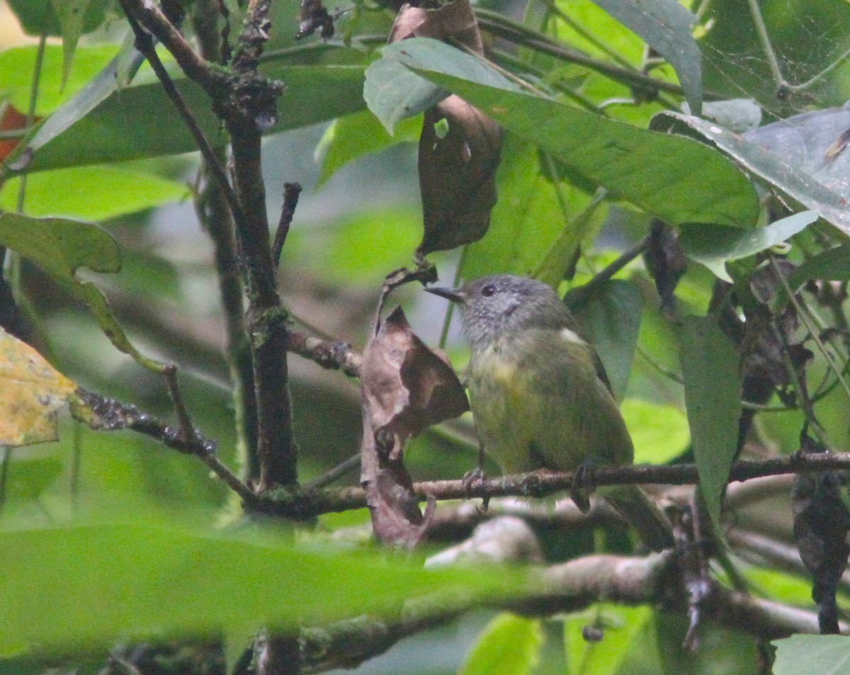 Zwavelbuikfluiter (Pachycephala sulfuriventer)