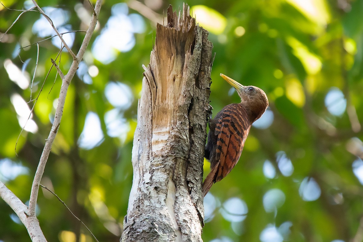 Bay and Maroon Woodpeckers (Blythipicus)