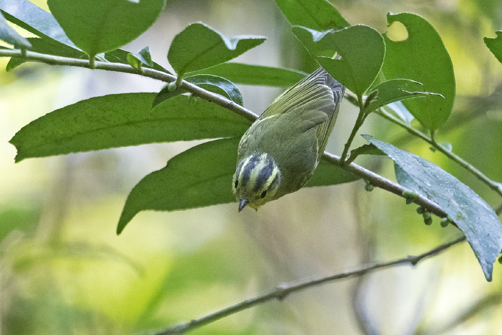 Sulphur-breasted Warbler (Phylloscopus ricketti)