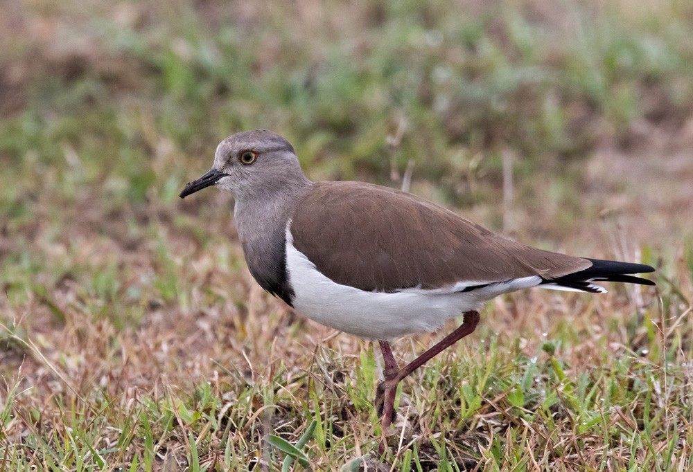 Black-winged Lapwing (Vanellus melanopterus)