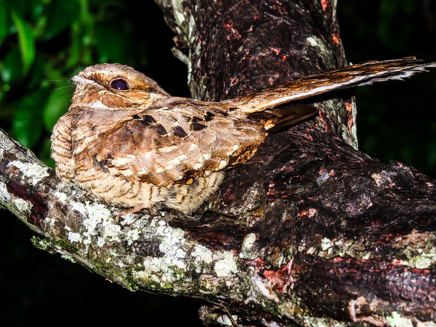 Bacurau-comum (Nyctidromus albicollis)